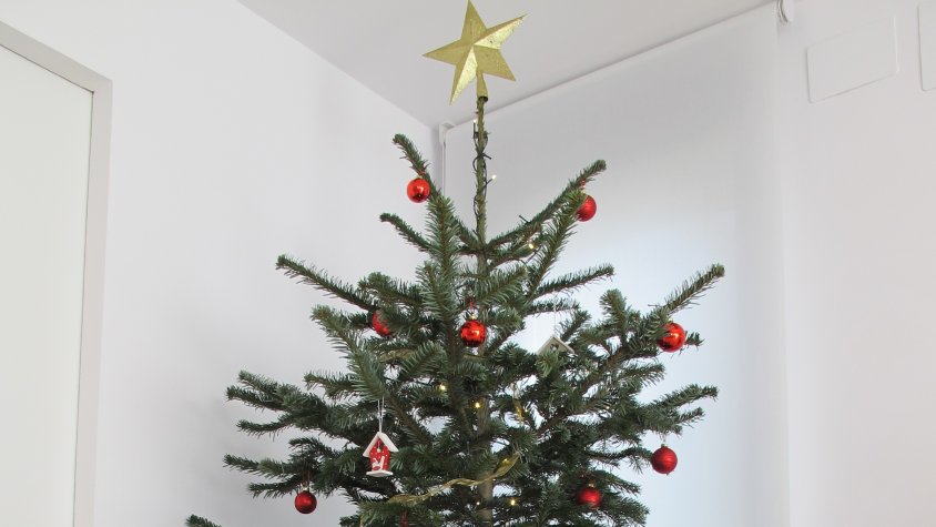 La Gal·la i la Gina són d'arbre de Nadal!