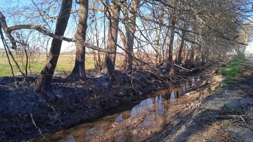 Tornen els incendis a la banqueta del Palau d'Anglesola
