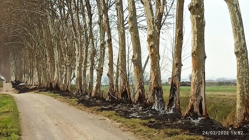 Més cremes d'arbres a la banqueta cap a Bellvís