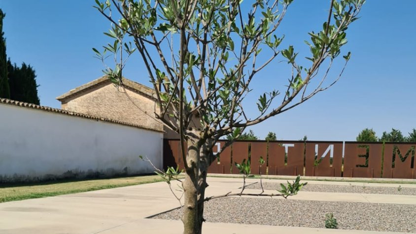 Plantada de l'olivera Espurnes de Llum al cementiri