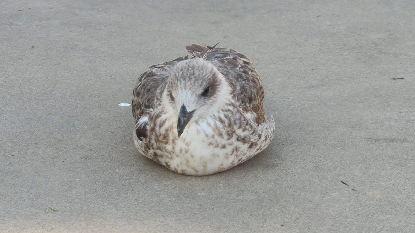 Tenim un gavià argentat instal·lat al poble
