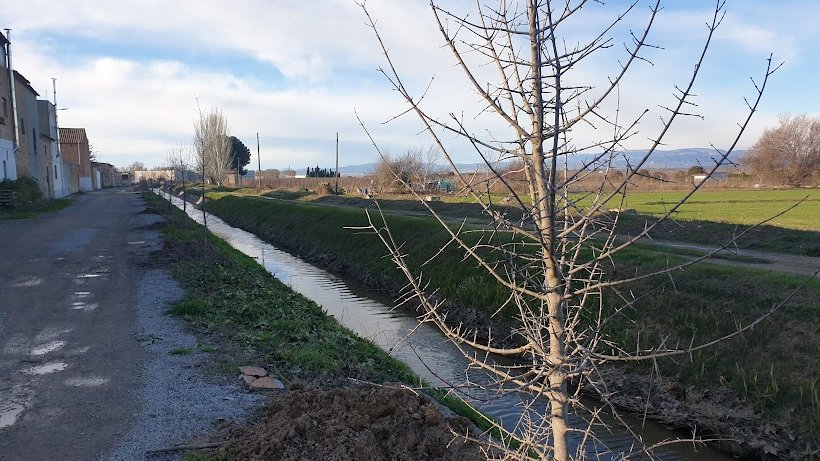 Avança a bon ritme la plantació d'arbres a la Séquia Principal Tercera al terme del Palau d'Anglesola