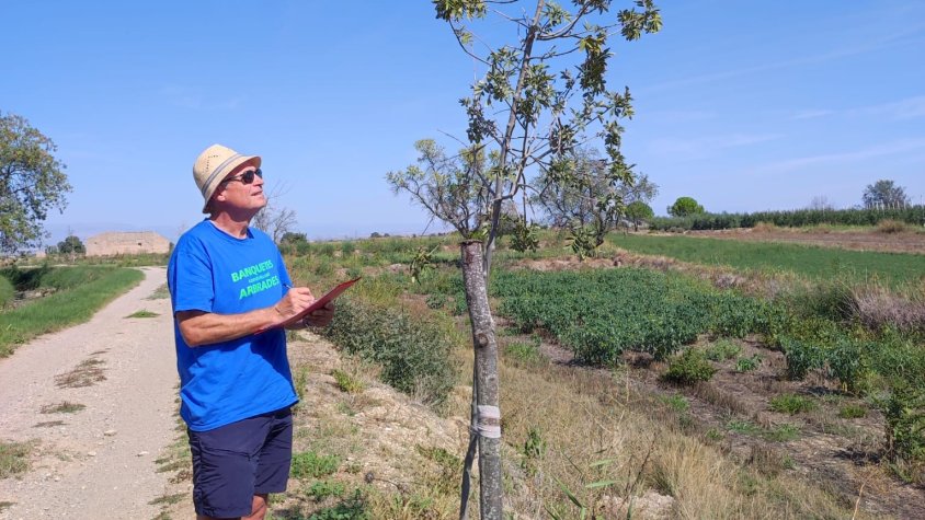 La plataforma Canal Viu quantifica en un 50 % les baixes en els arbres plantats enguany