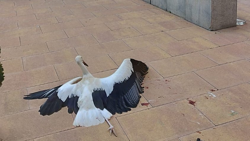 Els Agents Rurals rescaten una cigonya petita a la plaça Major del Palau d'Anglesola