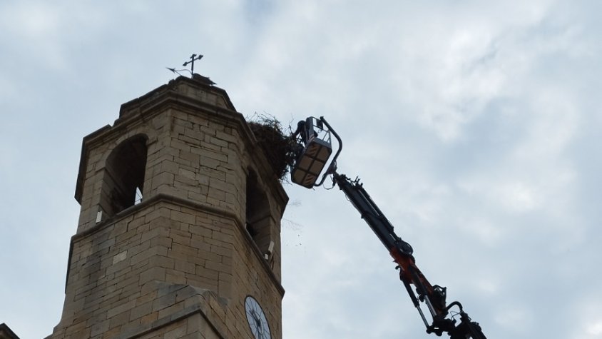 Agents rurals netegen el niu de cigonyes del campanar