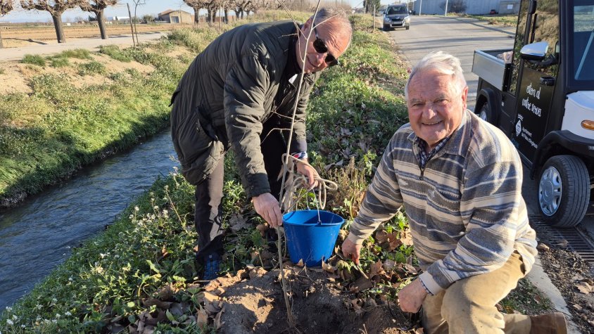 Plantada de lledoners a la Tercera Séquia Principal del Canal d'Urgell