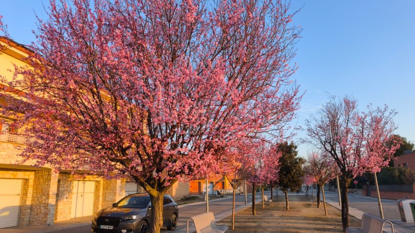 Els primers arbres florits omplen de color el Palau d’Anglesola amb l’arribada del bon temps