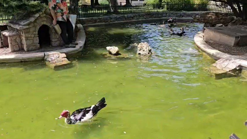 Els ànecs retornen a la bassa de la plaça Catalunya